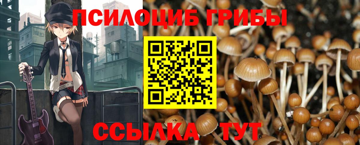 Галлюциногенные грибы Psilocybine cubensis Дятьково